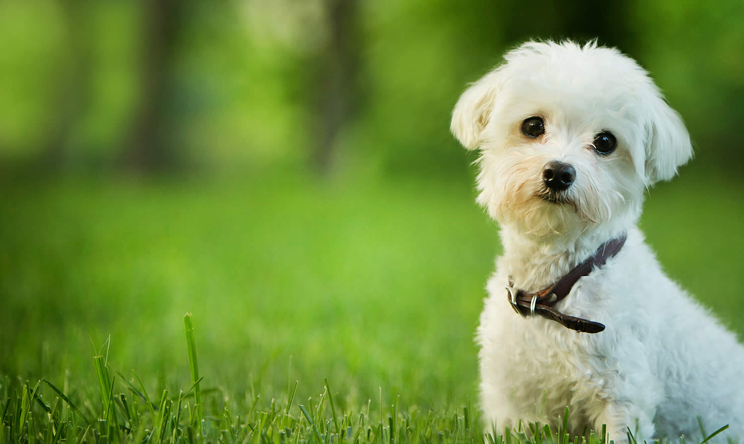 Dog Country Grooming