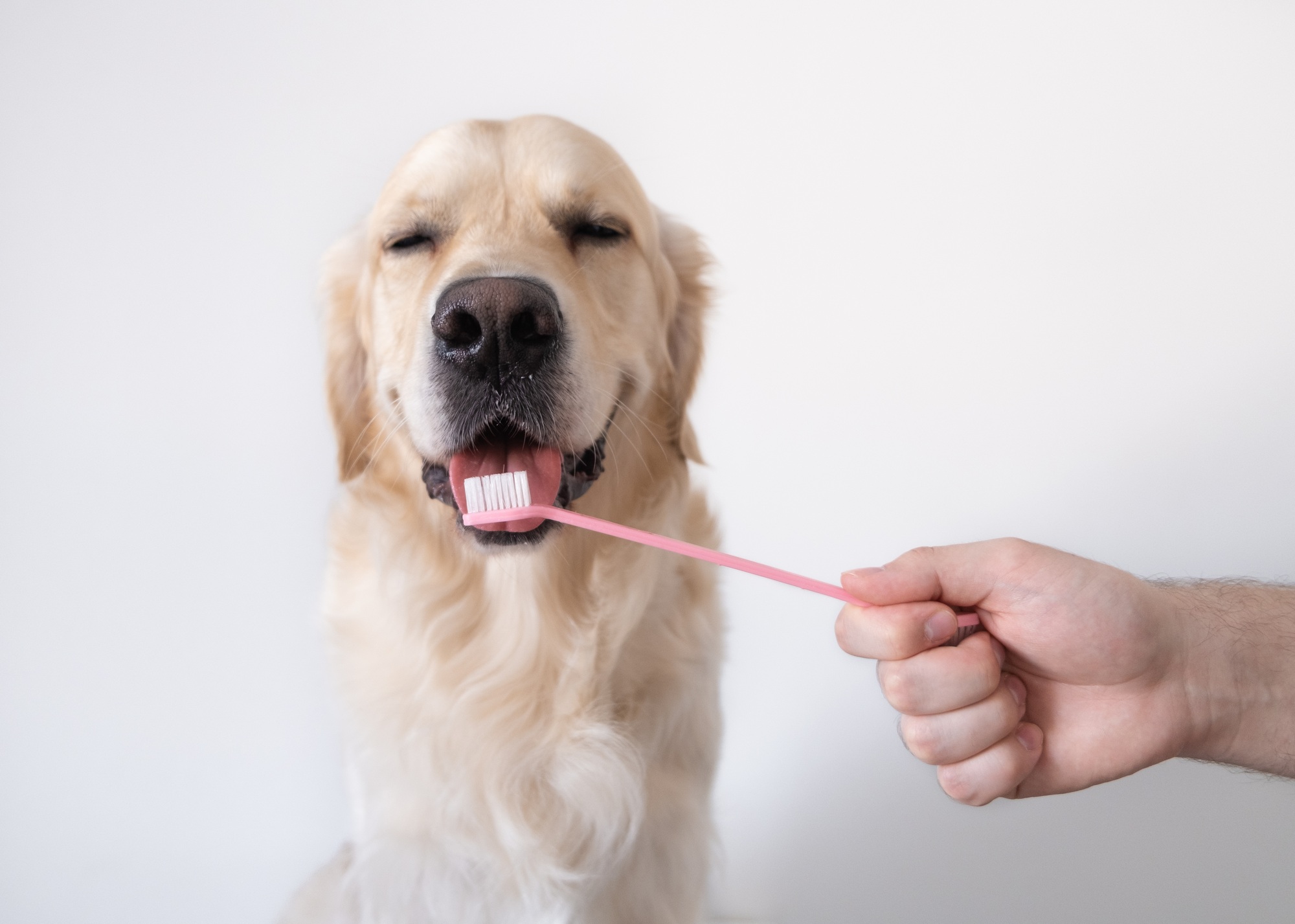 Brushing a dog's teeth. Male hand holds animal toothbrush.