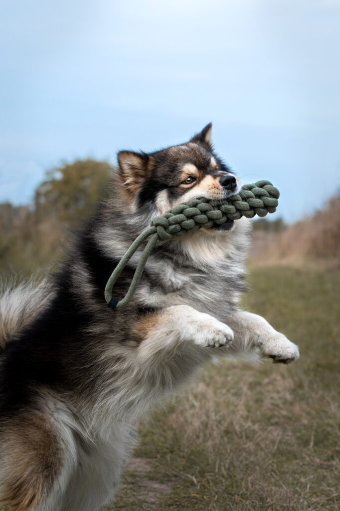 Portrait of Finnish Lapphund dog