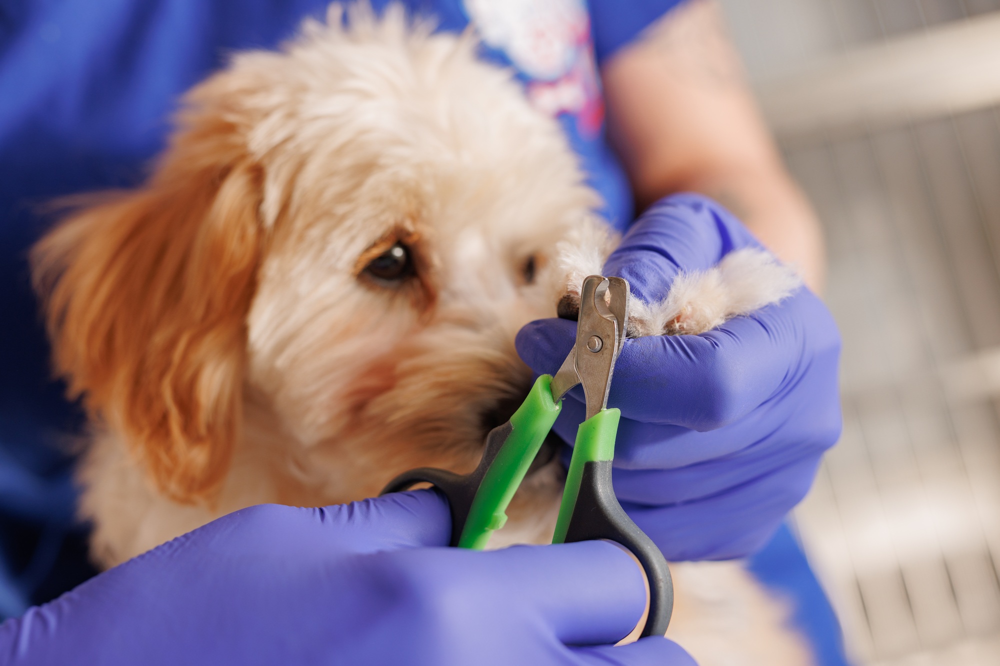 Veterinarian trims nails of domestic dogs in the clinic, animal care