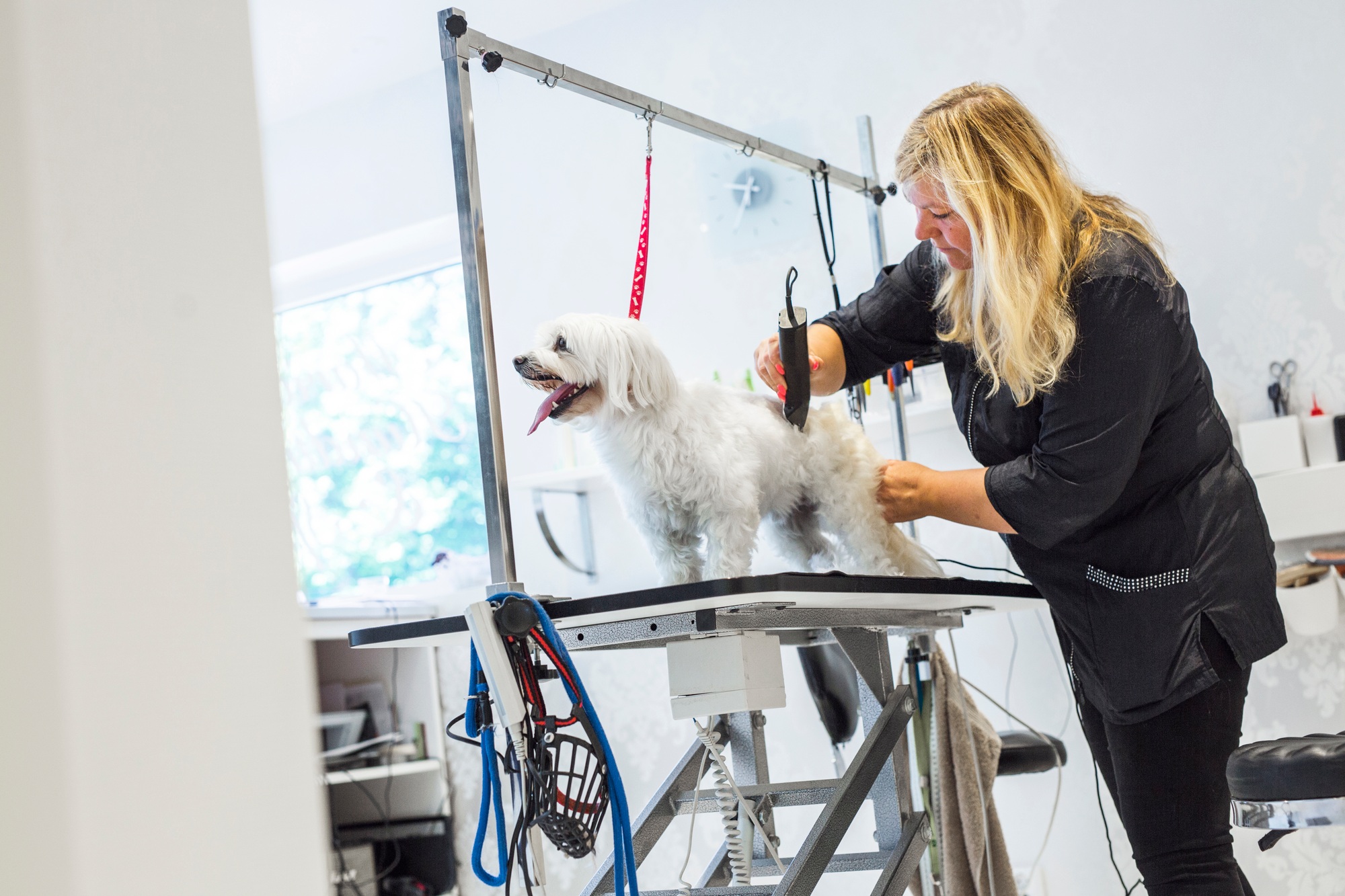 Female groomer trimming dog