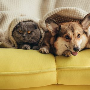 cat and dog lying together under blanket on sofa